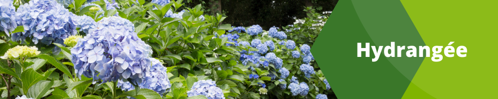 Hydrangée