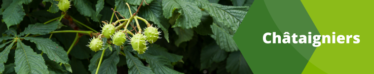 Châtaigniers