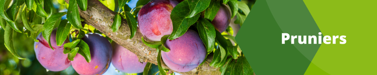 Pruniers