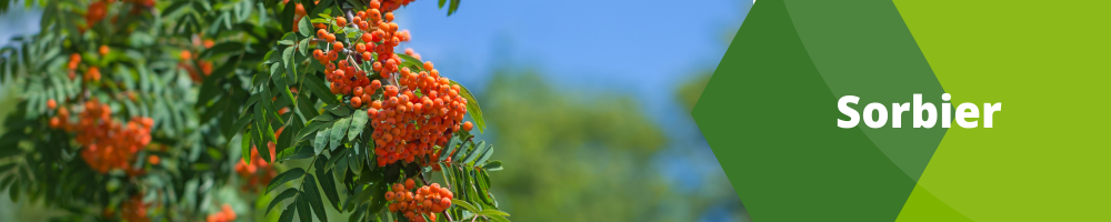 Sorbier