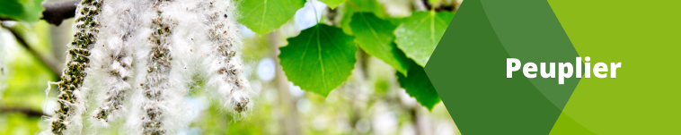 Peuplier