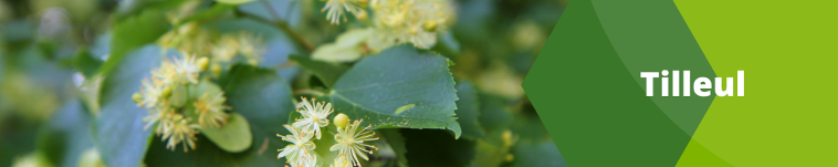 Tilleul
