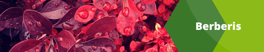 Berberis