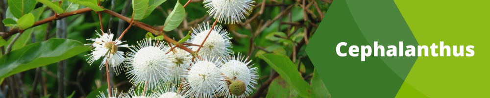 Cephalanthus
