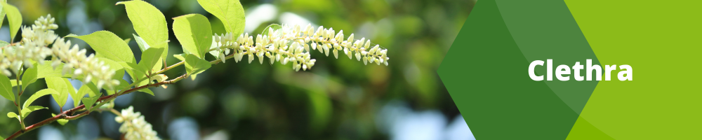 Clethra