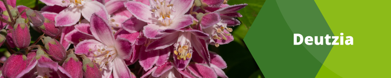 Deutzia