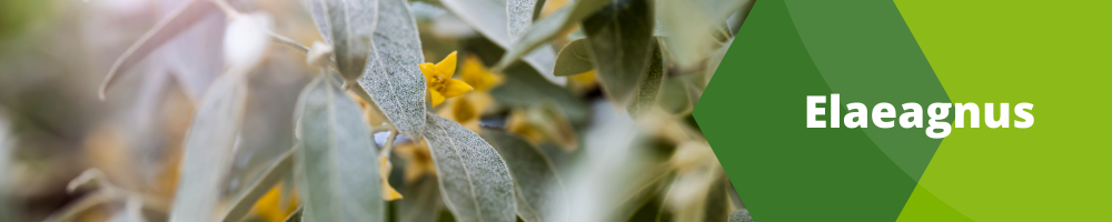 Elaeagnus