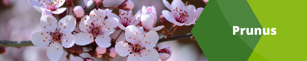 Prunus