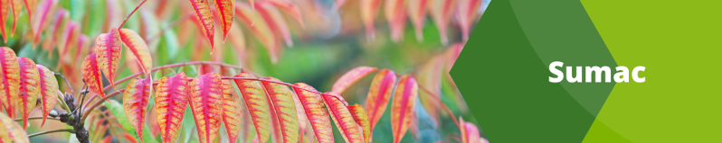 Sumac