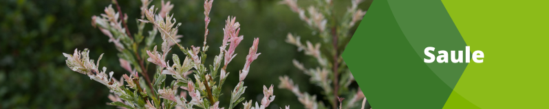 Saule