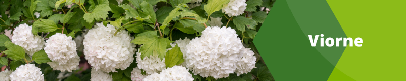 Viorne