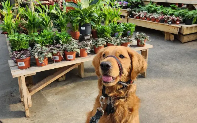 Serres St-Élie_Serres de Production_Végétaux_Fleurs annuelles_Amie des animaux