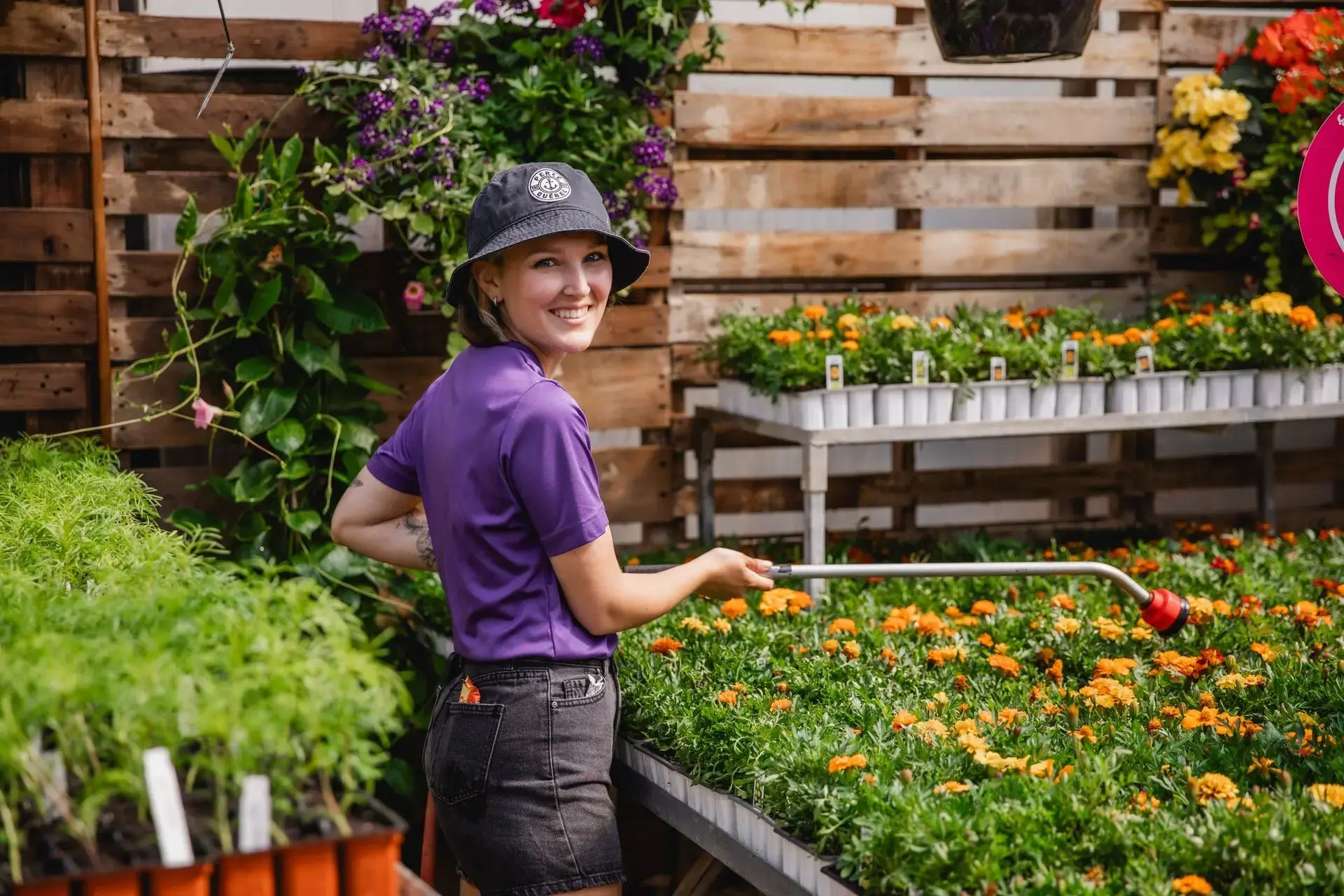 Serres St-Élie_Serres de Production_Végétaux_Fleurs annuelles