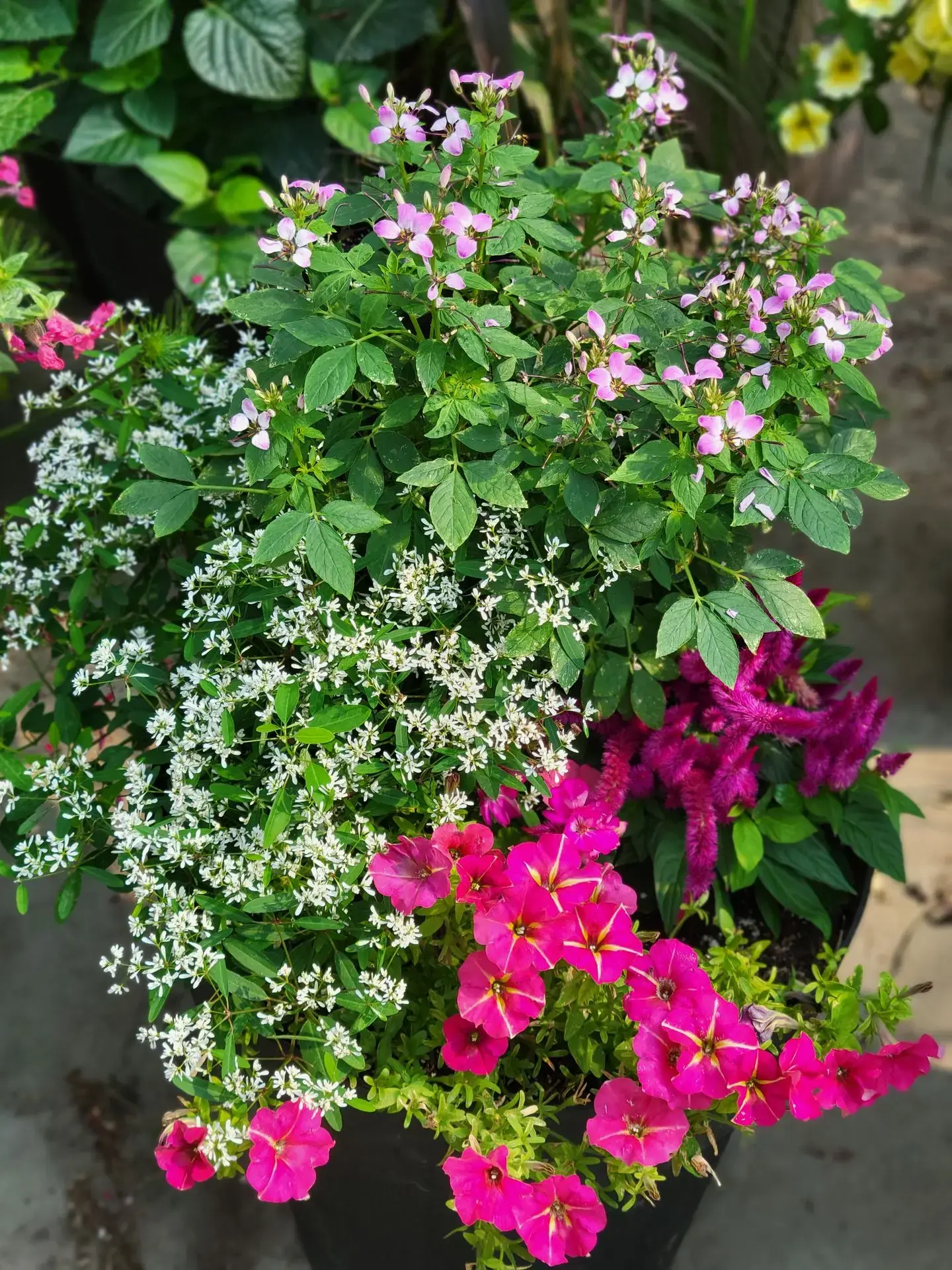 Serres St-Élie_À propos de nous_Centre de production_Horticulture_Fleurs et Végétaux