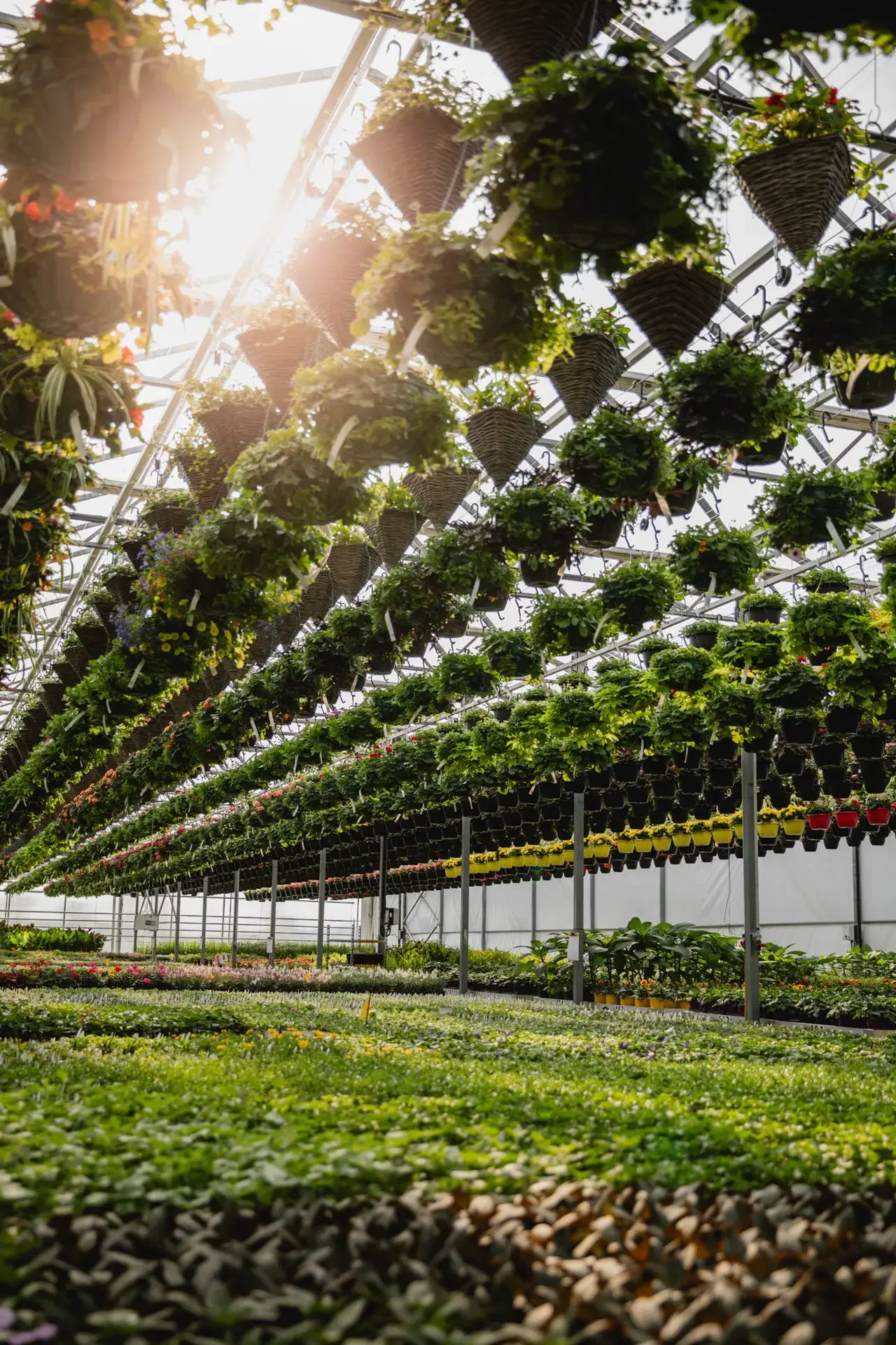 Serres St-Élie_À propos de nous_Centre de production_Horticulture_Fleurs et Végétaux