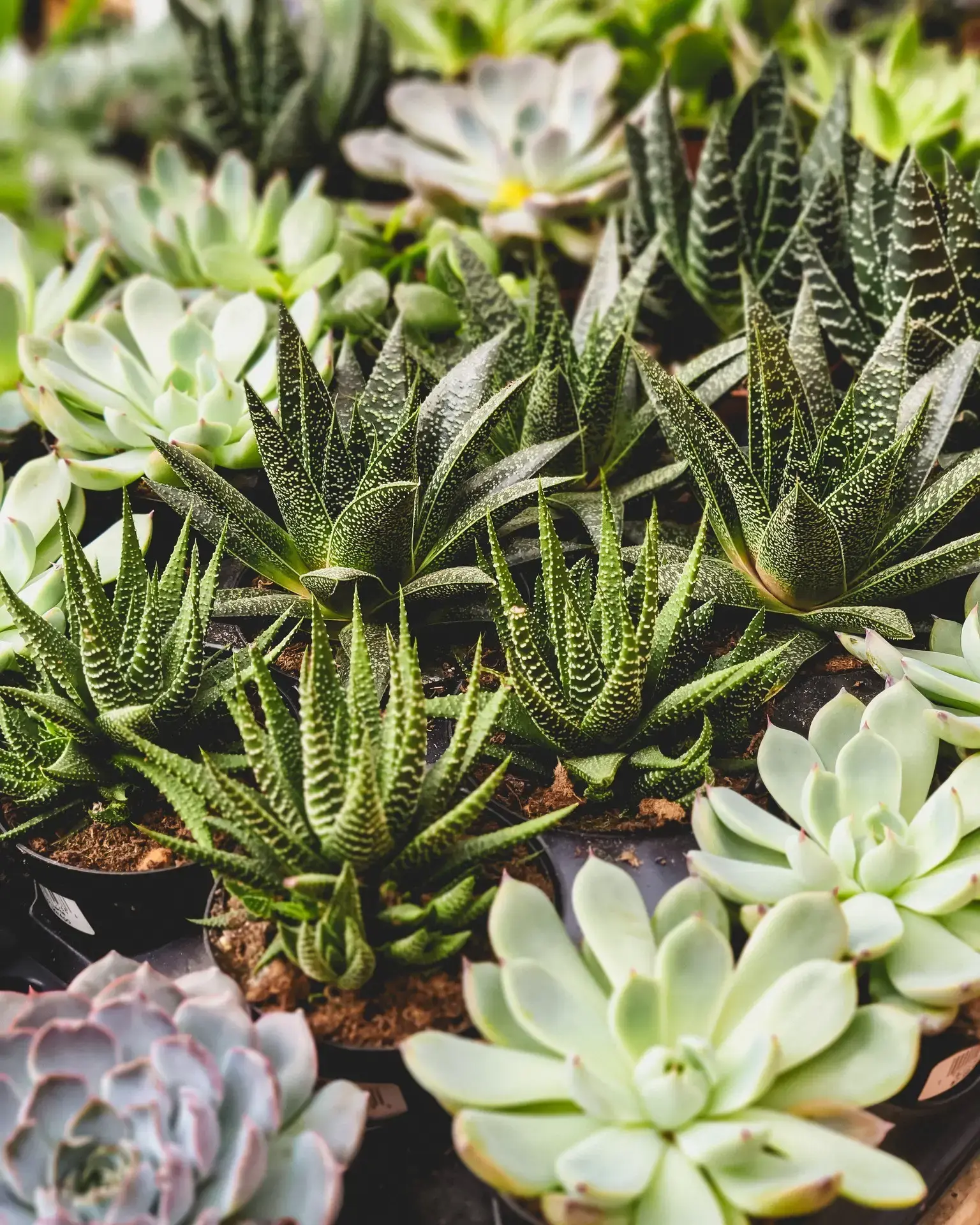 Serres St-Élie_Campagne verte_Vente de plantes_Végétaux_Succulente