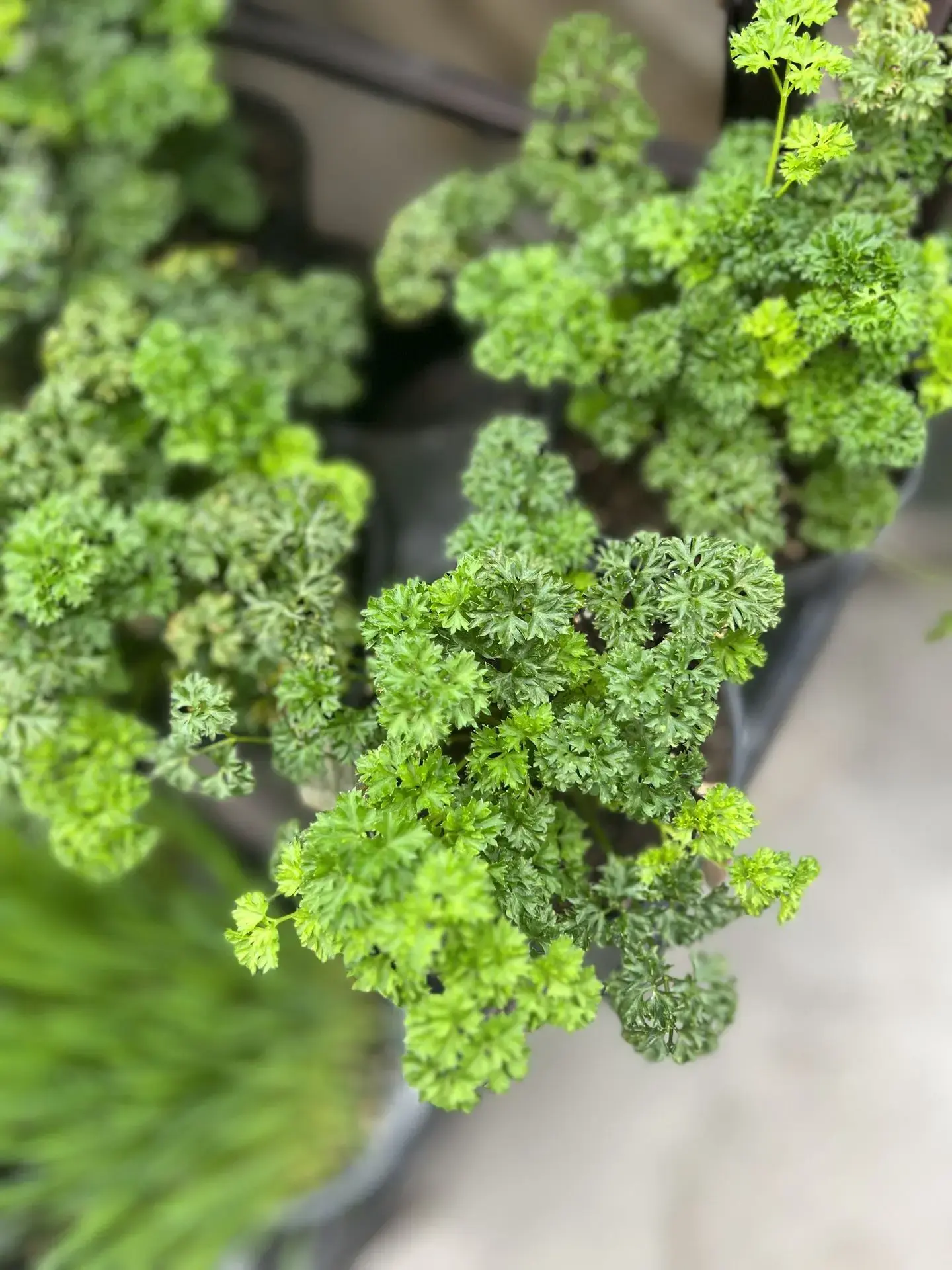 Serres St-Élie_Campagne verte_Vente de plantes_Végétaux_Fines Herbes