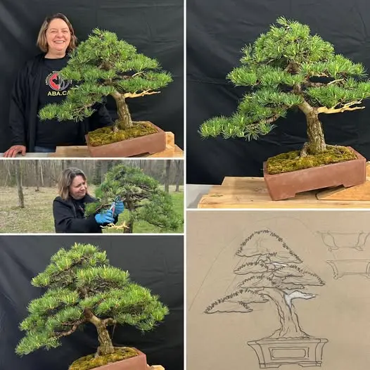 Linda Chicoine Salon du Bonsaï 2025