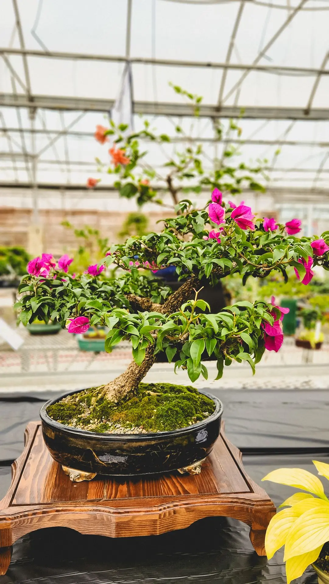 Salon du Bonsaï de Sherbrooke 2025