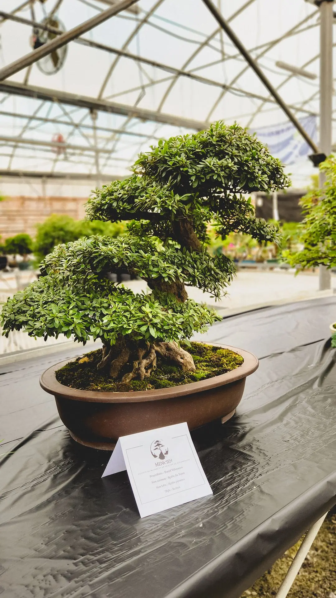 Salon du Bonsaï de Sherbrooke 2025