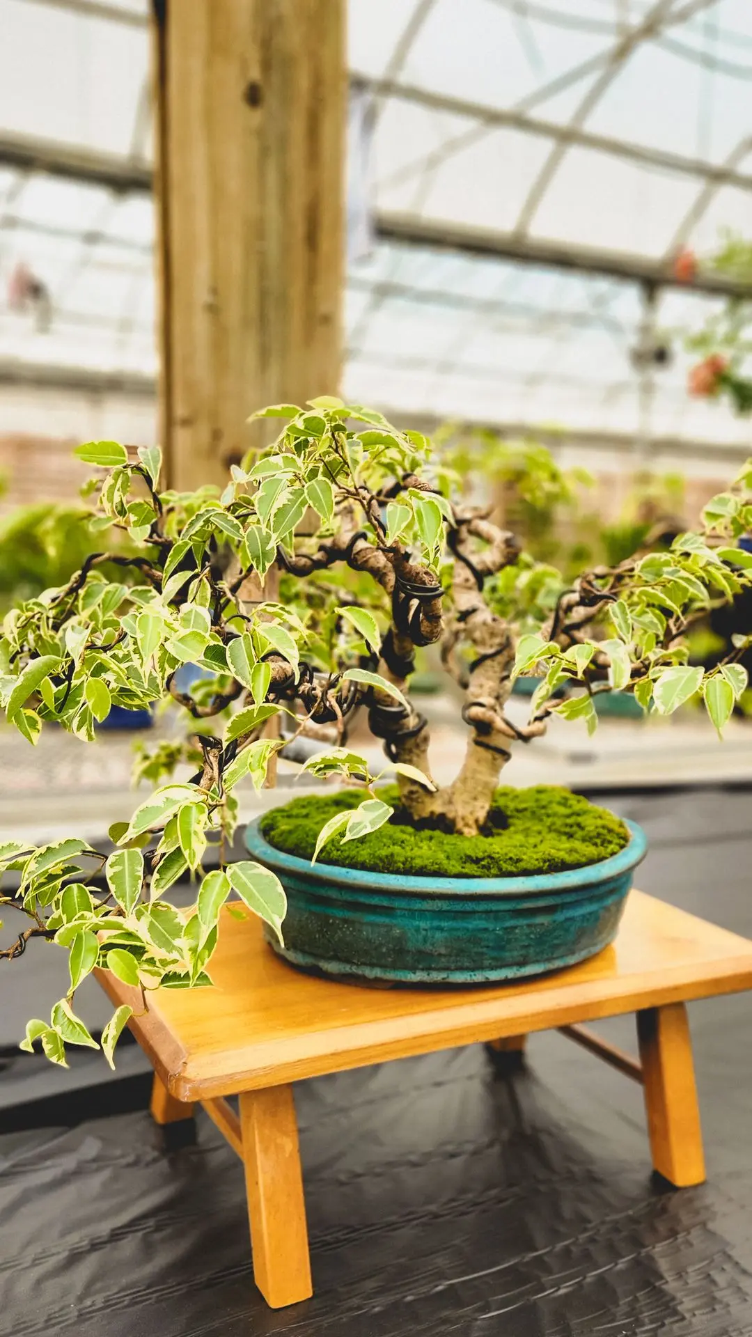 Salon du Bonsaï de Sherbrooke 2025