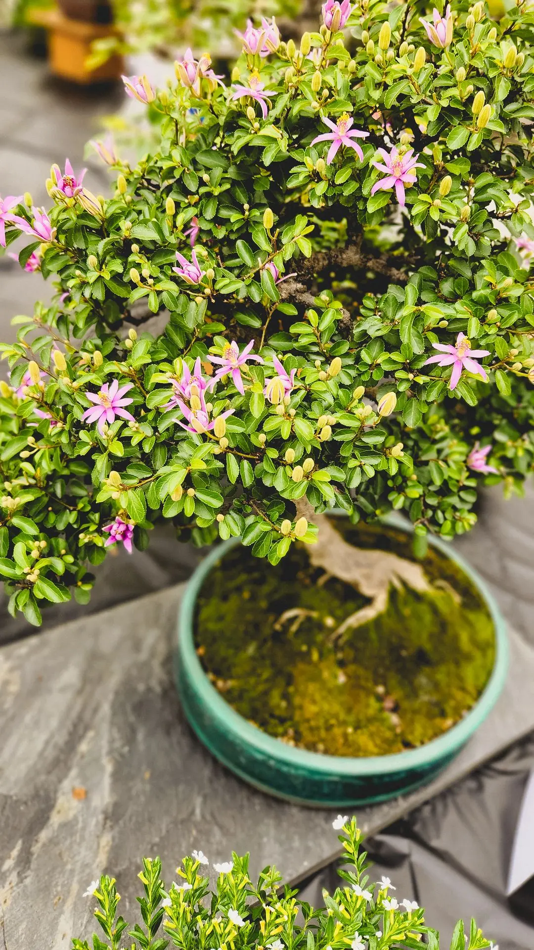 Salon du Bonsaï de Sherbrooke 2025