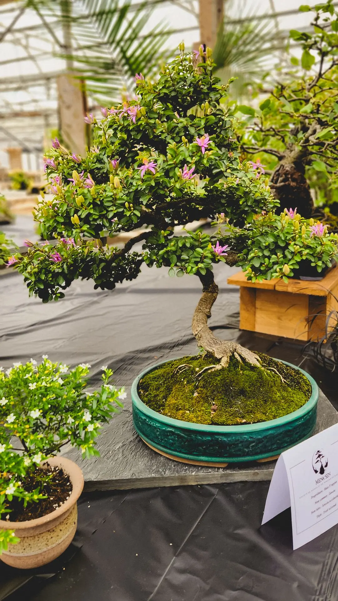 Salon du Bonsaï de Sherbrooke 2025