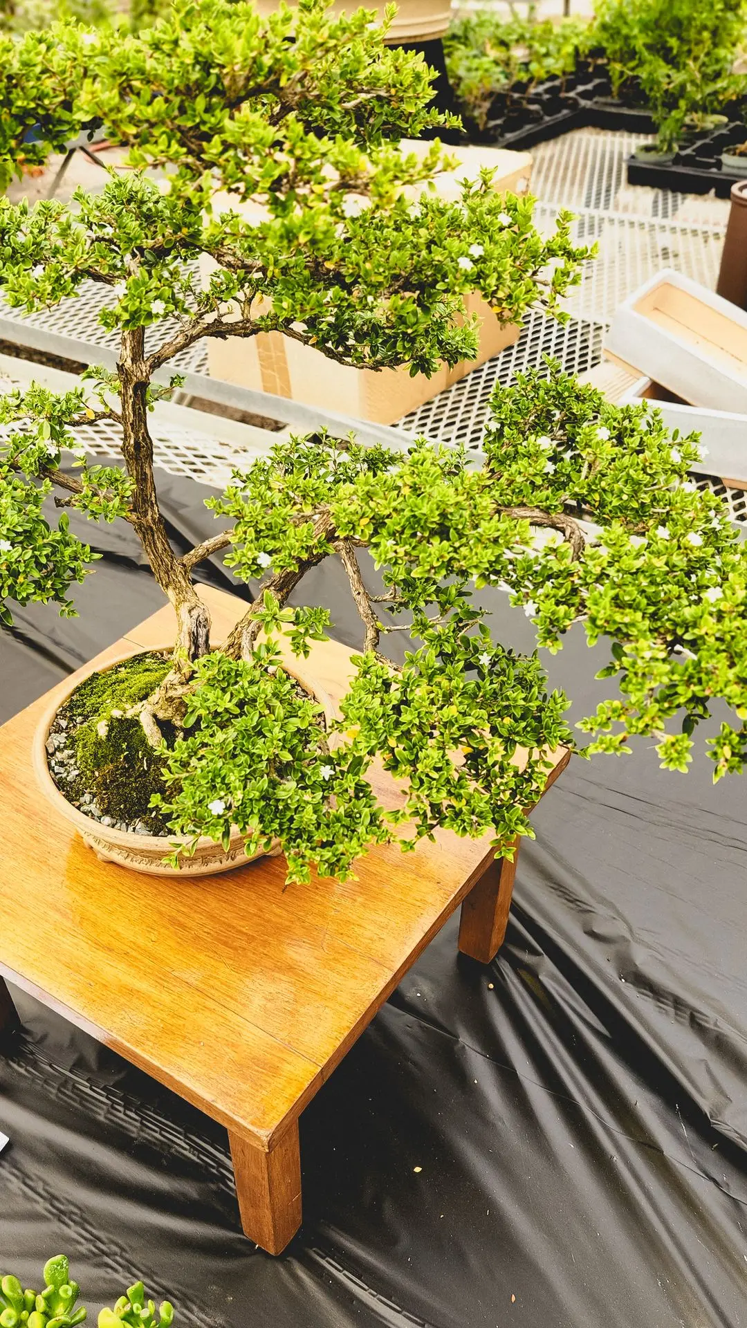 Salon du Bonsaï de Sherbrooke 2025