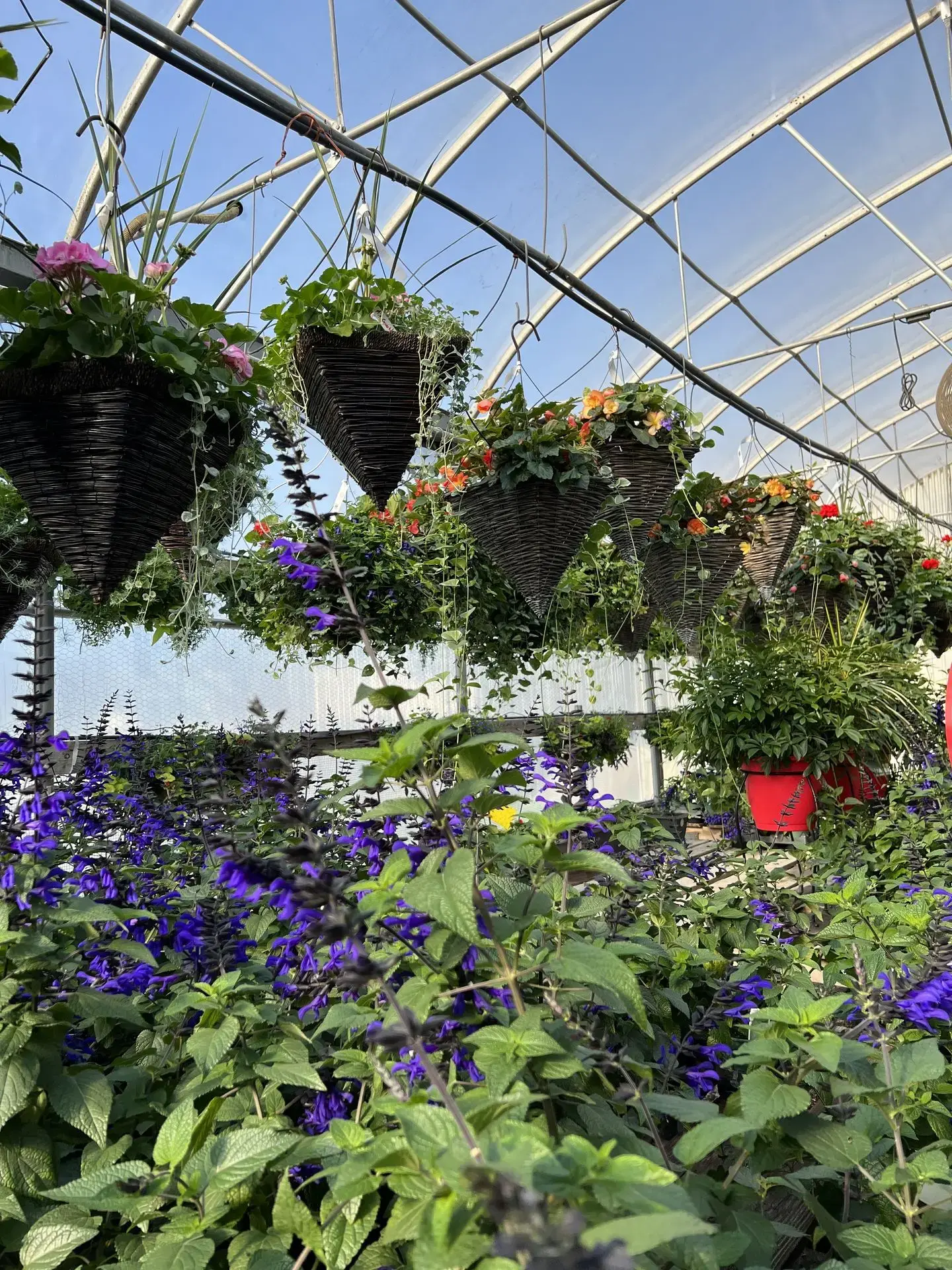 Serres St-Élie_Politique de garanties_Végétaux_Plantes