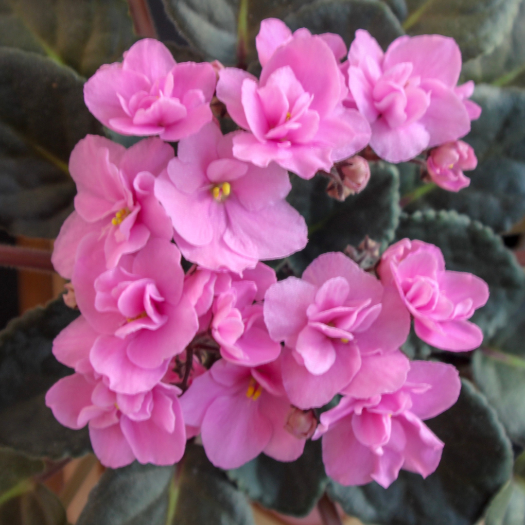 Salon de la violette africaine