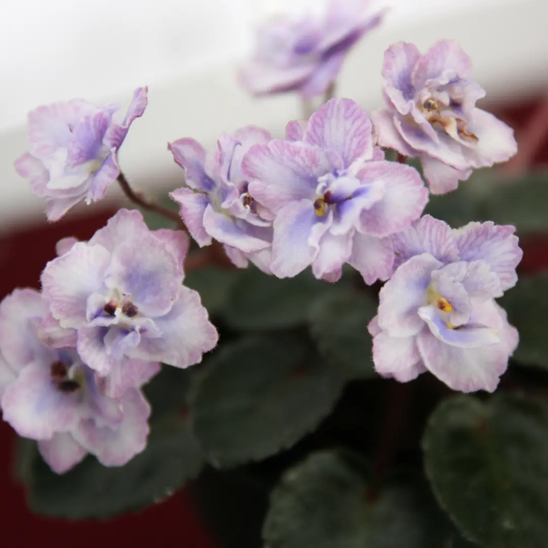 Salon de la Violette africaine