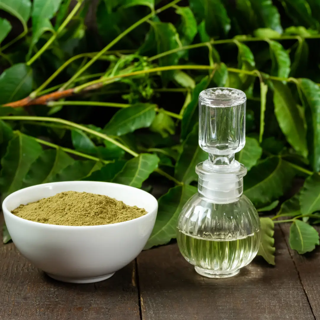 Salon de la violette africaine