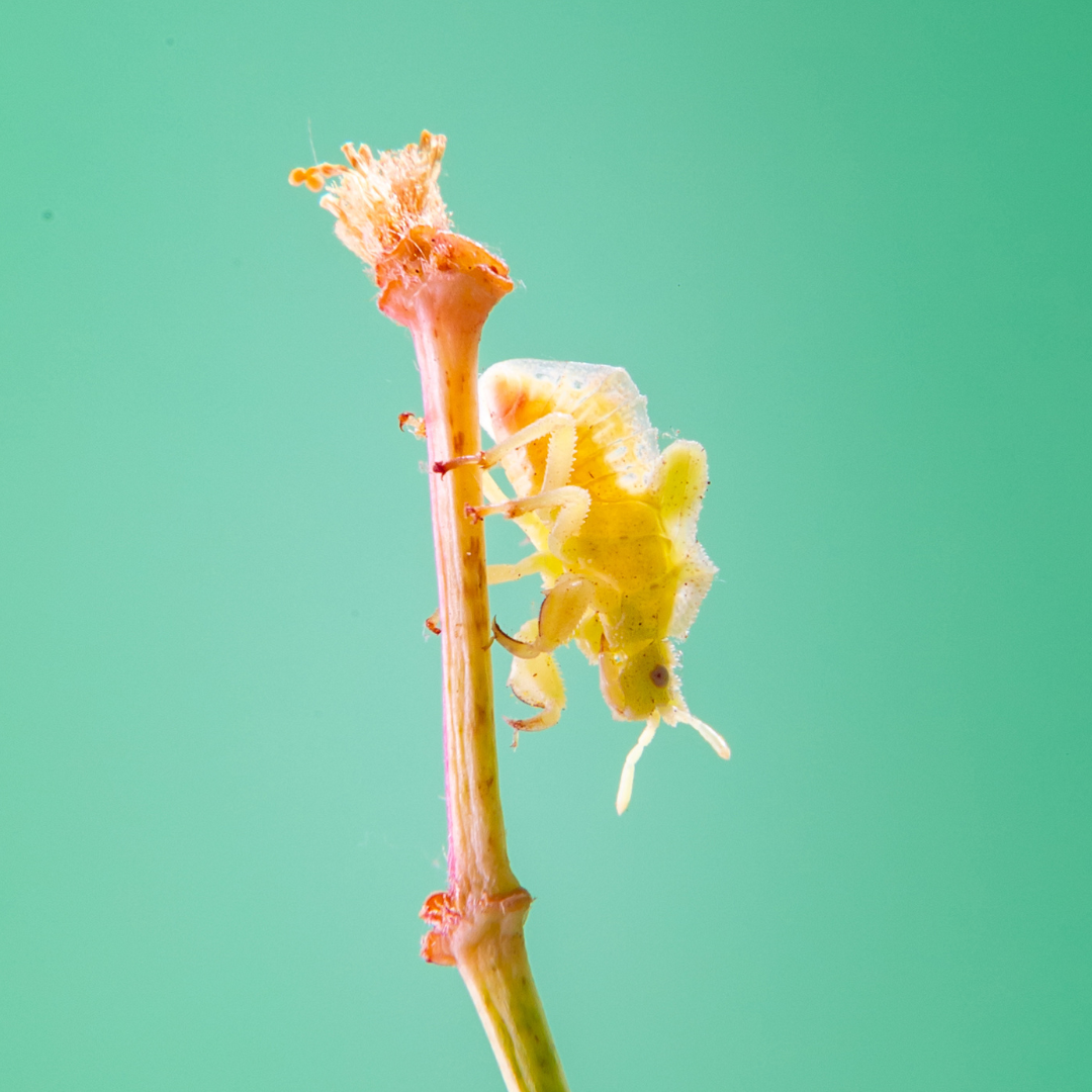 Salon de la violette africaine