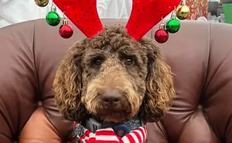 Évènement_Noël_Annimaux_Serres St-Élie