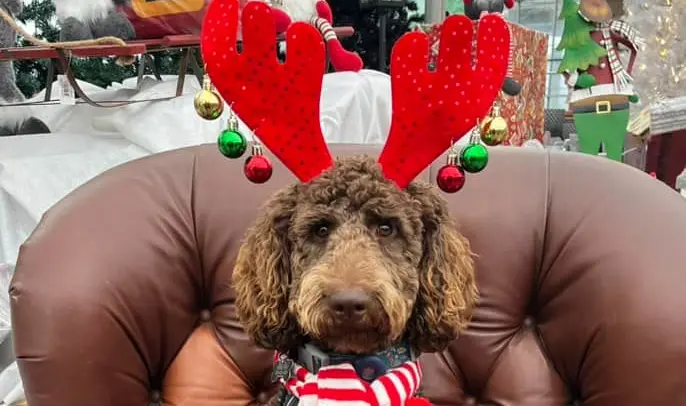 Évènement_Noël_Animaux_Serres st-élie