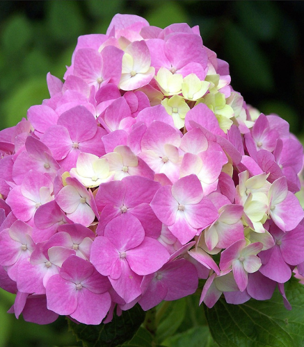 Arbuste_Hydrangée_rose