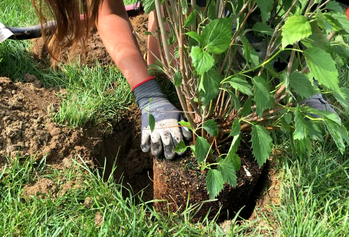 Blogue_Plantation de végétaux_Positionnement de la plante