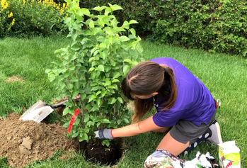 Blogue_Plantation de végétaux_ Mise en terre