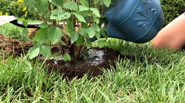 Blogue_Plantation de végétaux_ Arrosage Blogue_Plantation de végétaux_ Arrosage