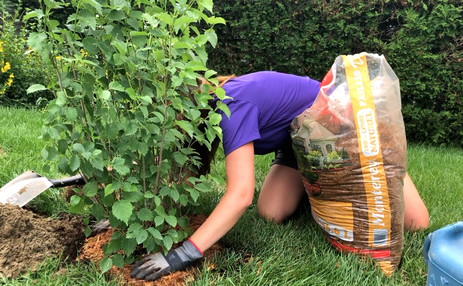 Blogue_Plantation de végétaux_ Protection_Paillis Blogue_Plantation de végétaux_ Protection_Paillis