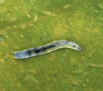 Blogue_Sciarides_Insectes Ravageurs Blogue_Sciarides_Insectes Ravageurs