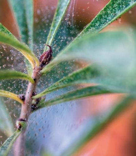 Blogue_Tétranyque_Insectes ravageurs