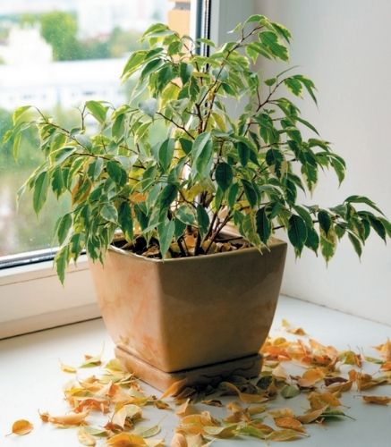 Blogue_Manque d'eau_Plantes vertes Blogue_Manque d'eau_Plantes vertes