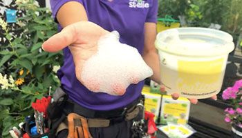 Blogue_Insectes_Scarabées Japonais_Nuisible_ravageur_Jardin_Plates bandes Blogue_Insectes_Scarabées Japonais_Nuisible_ravageur_Jardin_Plates bandes