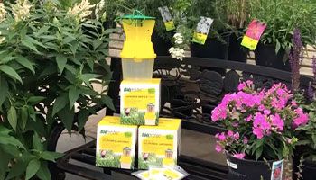 Blogue_Insectes_Scarabées Japonais_Nuisible_ravageur_Jardin_Plates bandes Blogue_Insectes_Scarabées Japonais_Nuisible_ravageur_Jardin_Plates bandes