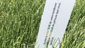 Blogue_Insectes_Scarabées Japonais_Nuisible_ravageur_Jardin_Plates bandes_Pelouse Blogue_Insectes_Scarabées Japonais_Nuisible_ravageur_Jardin_Plates bandes_Pelouse