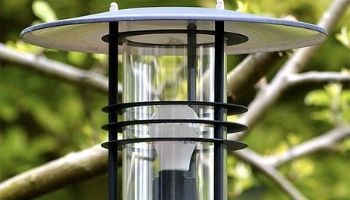 Blogue_Insectes_Scarabées Japonais_Nuisible_ravageur_Jardin_Plates bandes_Lumière Blogue_Insectes_Scarabées Japonais_Nuisible_ravageur_Jardin_Plates bandes_Lumière