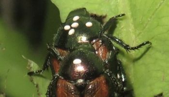 Blogue_Insectes_Scarabées Japonais_Nuisible_ravageur_Jardin_Plates bandes_Parasite Blogue_Insectes_Scarabées Japonais_Nuisible_ravageur_Jardin_Plates bandes_Parasite