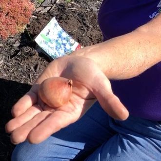 ÉTAPE 4 : Sens des bulbes lors de la plantation. ÉTAPE 4 : Sens des bulbes lors de la plantation.