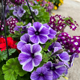 Blogue_Nos astuces pour réussir vos jardinières de fleurs annuelles Blogue_Nos astuces pour réussir vos jardinières de fleurs annuelles